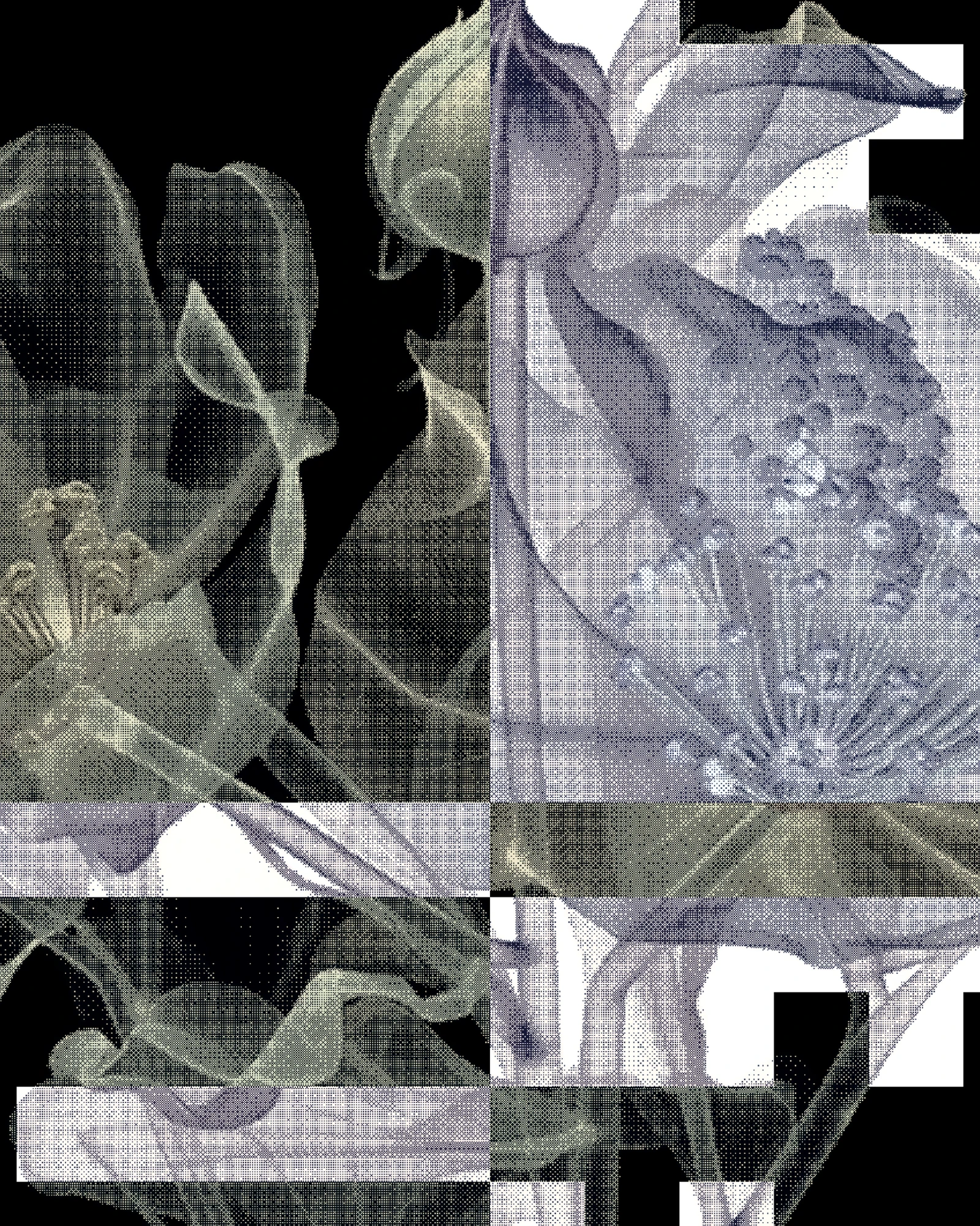 Radial collage of x-ray flowers in grey, cut into blocks of black and white
